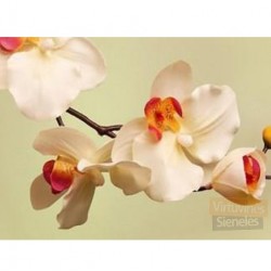 Gelsvos orchidėjos